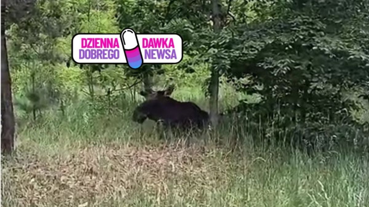 Nietypowy gość w lasach pod Sierakowem