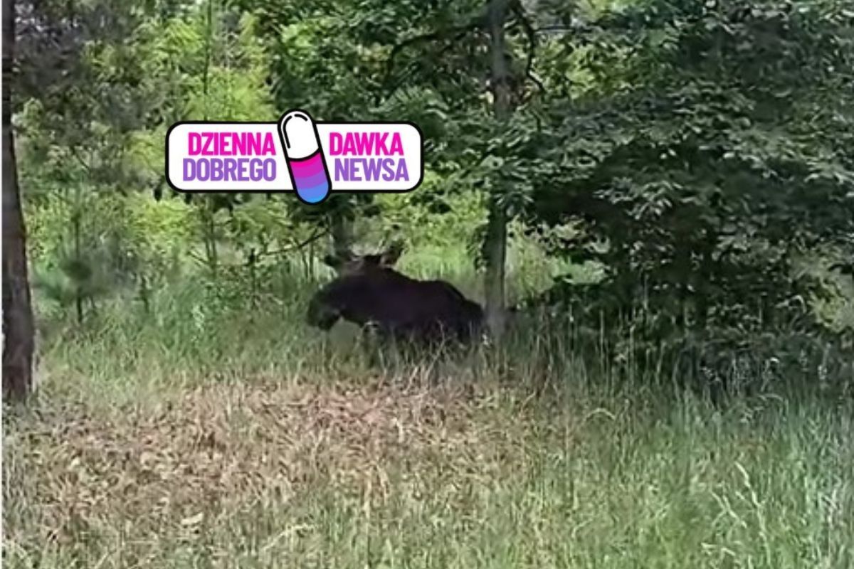 Dobrze się zakamuflował. Musiał odpocząć. Waży nawet 700 kg. Spójrzcie