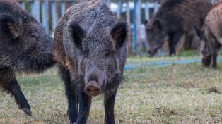 Piotrków Trybunalski: ASF rozwija się. Służby potwierdzają nowe przypadki
