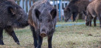 Piotrków Trybunalski: ASF rozwija się. Służby potwierdzają nowe przypadki