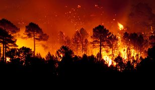 Pożar lasów na włoskiej wyspie. Ewakuacja turystów z regionu Toskania