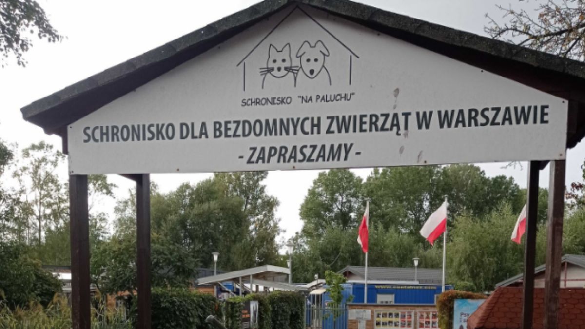 Schronisko na Paluchu odpiera zarzuty wolontariuszy. Władze placówki mówią o "różnicy zdań".
