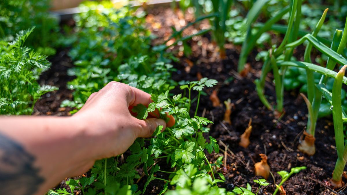 Teraz wiem, jakie miejsce i sąsiedztwo lubi pietruszka 