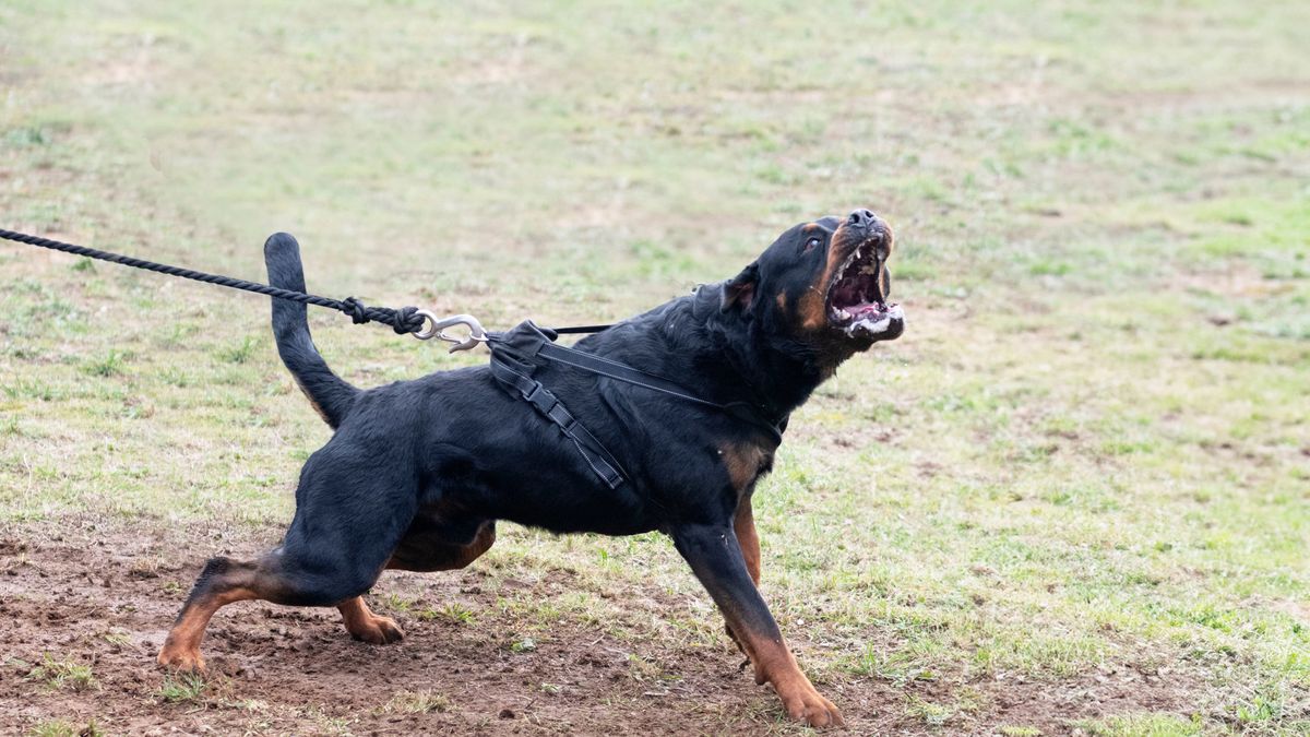 Rottweilery broniły wejścia do płonącego budynku