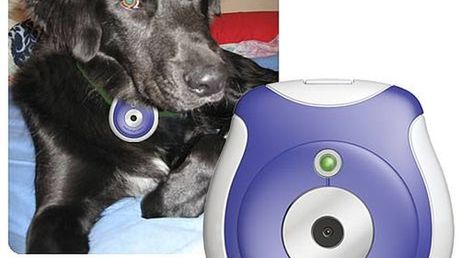 Świat widziany oczami zwierzaka 1