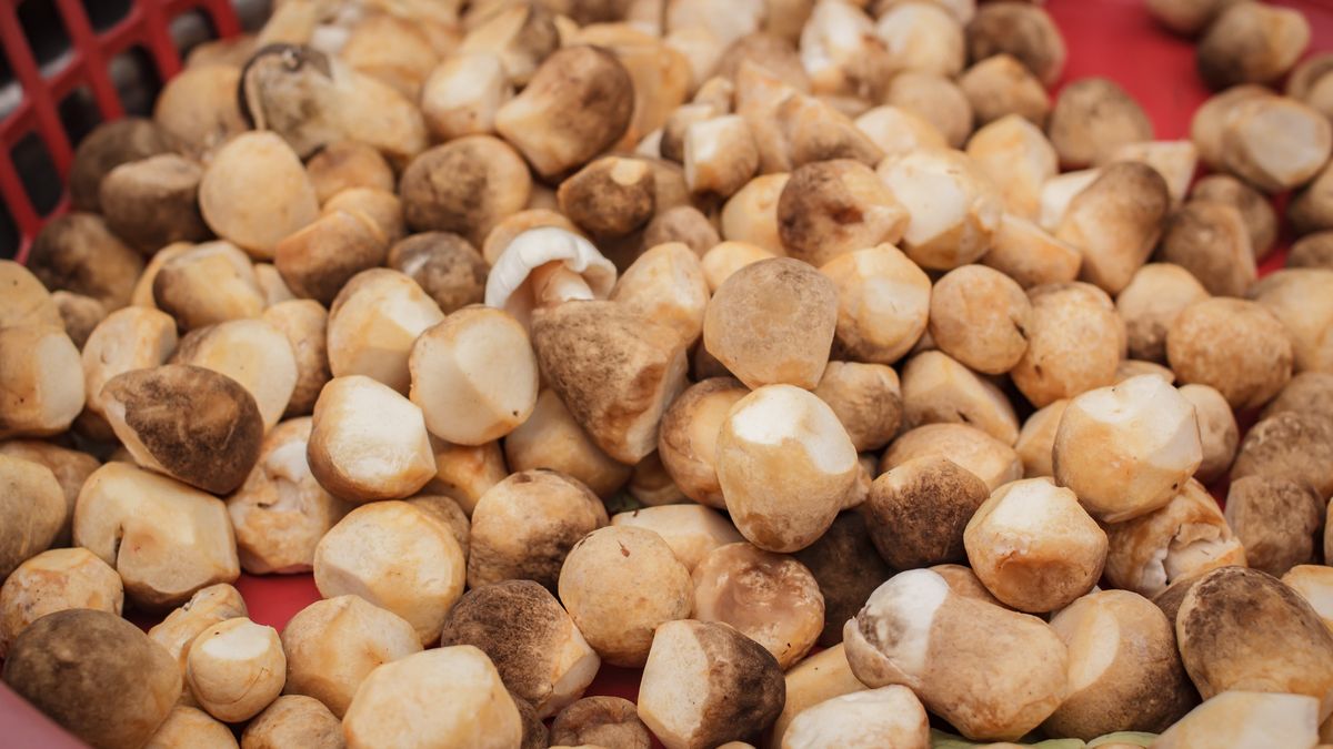 Grzyb słomkowy popularnością cieszy się głównie w Azji