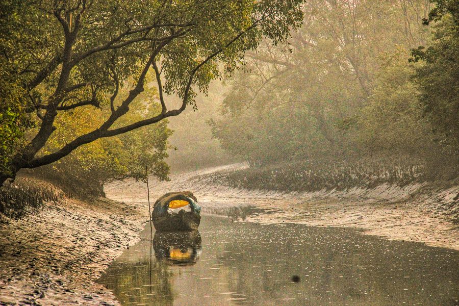 Lasy namorzynowe w Bangladeshu zostały objęte zakazem plastiku 