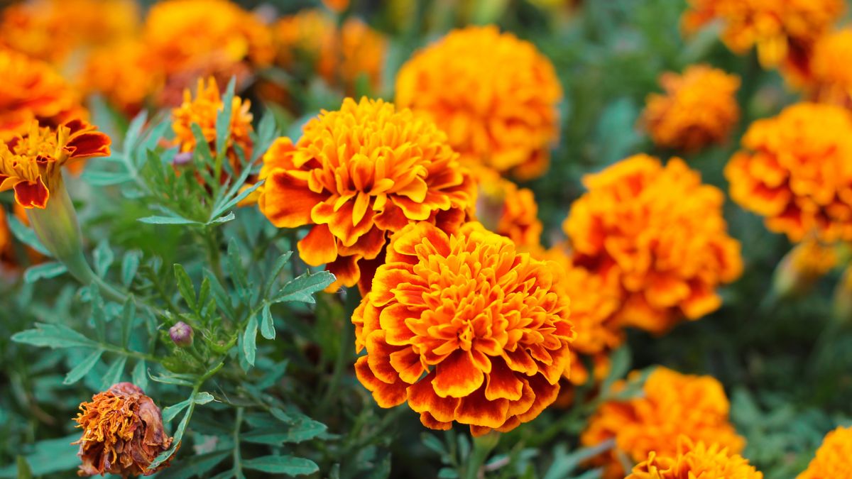 Aksamitka wyniosła - pielęgnacja, wymagania, uprawa i odmiany