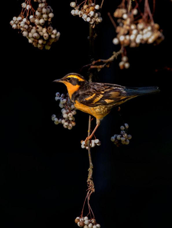 Audubon Photography Contest 2017 - piękno dzikich ptaków w najlepszym wydaniu 4