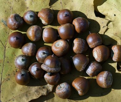 Pieniądze leżą na ulicy. Ile płacą za żołędzie w skupach?