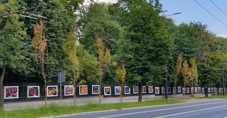 Przy Al. Racławickich uschły niedawno posadzone drzewa. Miasto: „Zostaną wymienione”