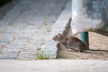 Plaga szczurów w kamienicy na Jeżycach. W dwa dni złapano 15 gryzoni