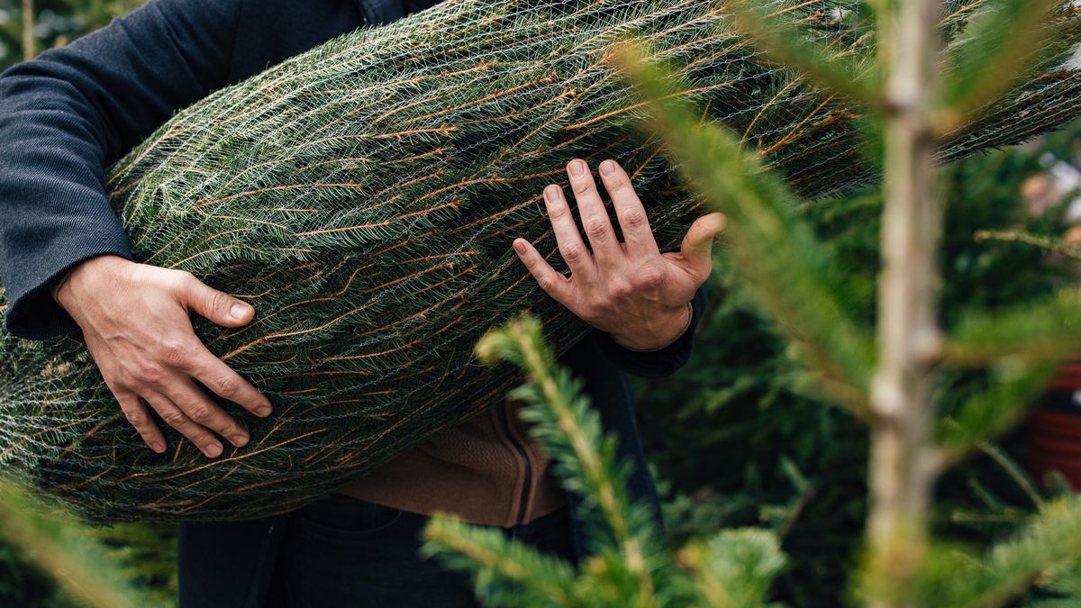 Man Carrying Christmas Tree Among Festive Greenery Outdoors
A man carries a wrapped Christmas tree through a field of evergreens, capturing the spirit of holiday preparation and festive cheer with a focus on nature and tradition.
miniseries