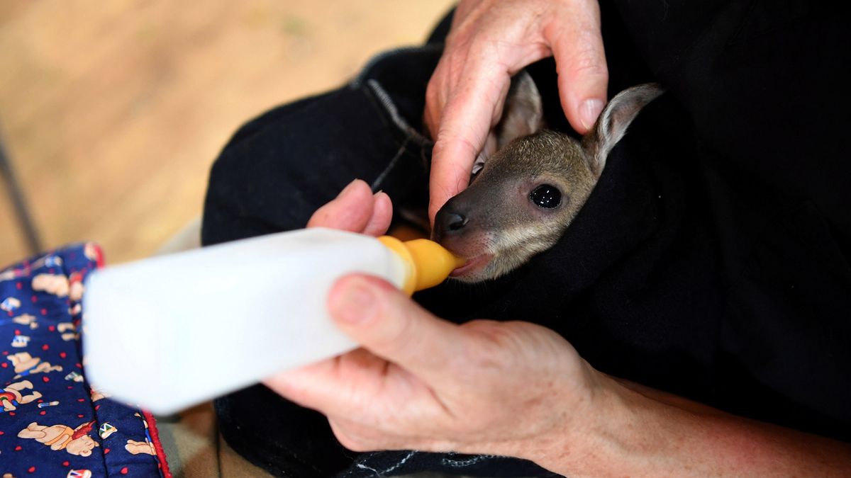 Australijczycy zajmują się zwierzętami. Wiele z nich odzyskało siły 1
