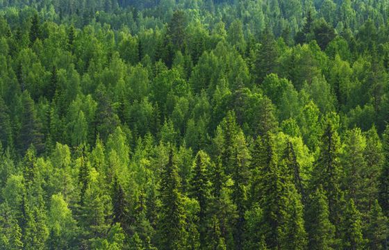 Przed pojawieniem się Homo sapiens cała Europa nie była porośnięta gęstymi lasami