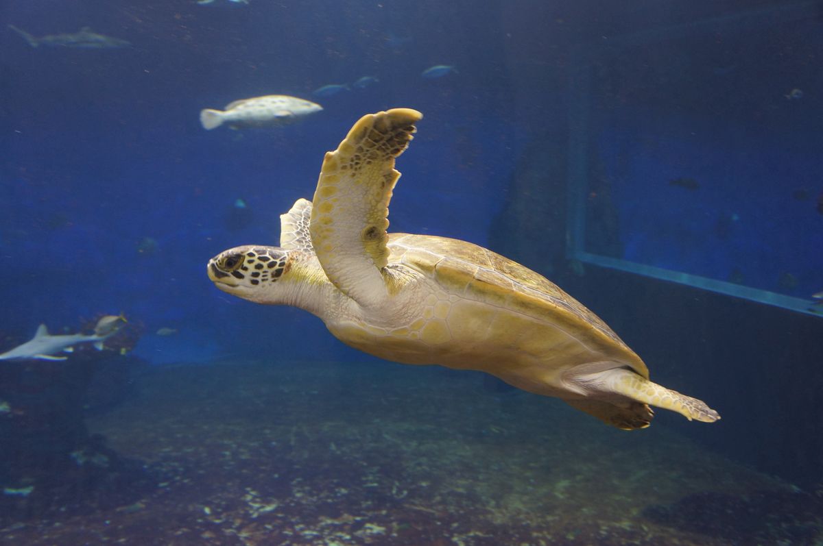 Wrocław. Stefan, żółw z wrocławskiego ogrodu zoologicznego to zwierzak z charakterem. Jest ulubieńcem opiekunów i gości Afrykarium