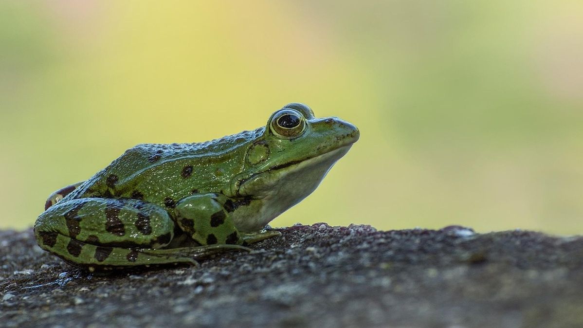 W Gdańsku ruch drogowy zorganizują pod żaby. Wszystko w celu och