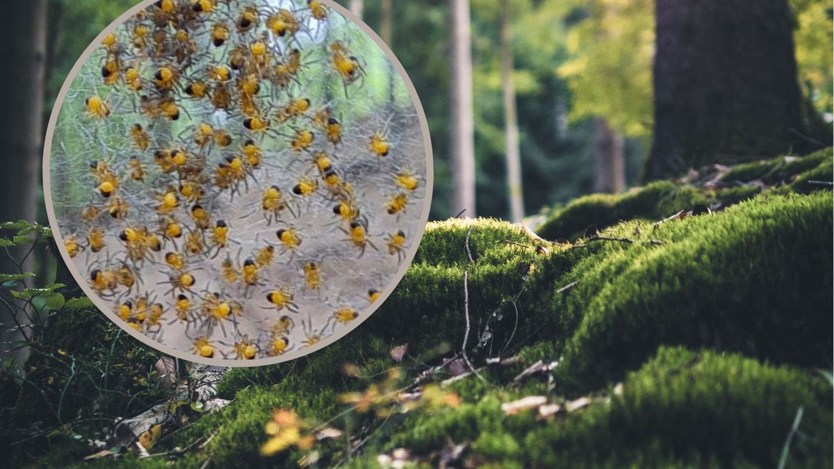 małe pająki przyłapane na pajęczyie