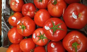 Przebadali pomidory malinowe z dyskontów. Oto tłumaczenie Biedronki