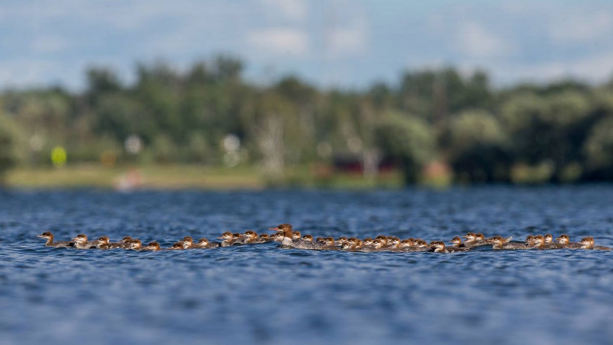 Fotograf dzikiej przyrody ujął kaczkę z… 76 kaczątkami! To fenomen natury 1