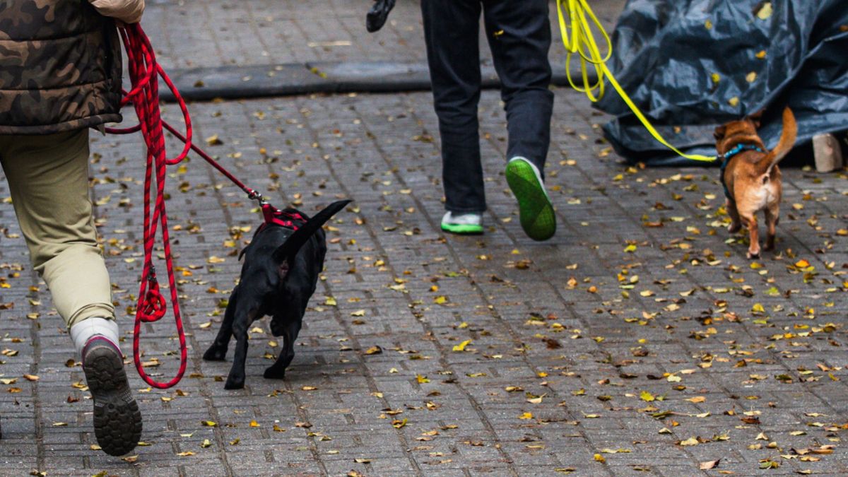 Bestialstwo wobec zwierząt. Policja zatrzymała podejrzanych