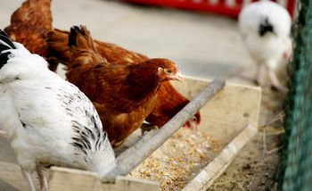 Rolnicy mają czas do końca stycznia 2026 r. Konieczne deklaracja i załączniki