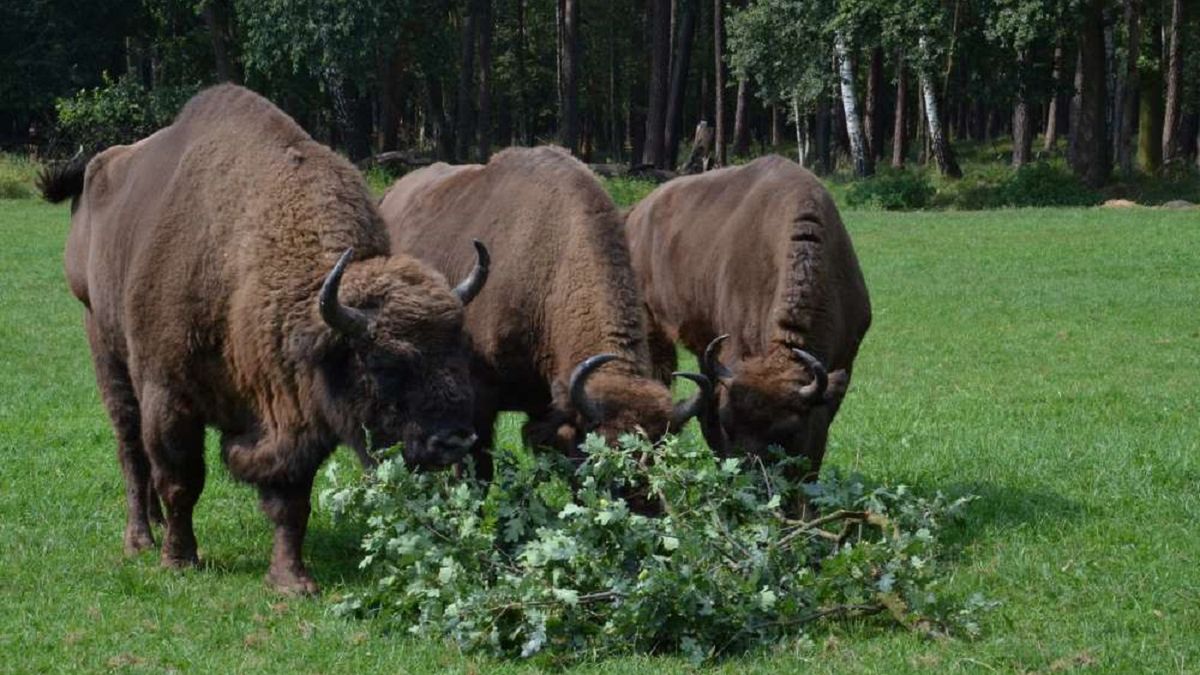 Trzy żubry uciekły z rezerwatu na Śląsku