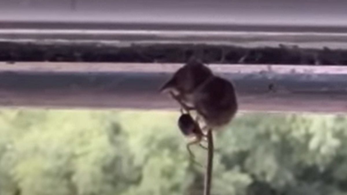 Nagranie, które powoduje ciarki na plecach. Pająk schwytał w swoje sieci ryjówkę