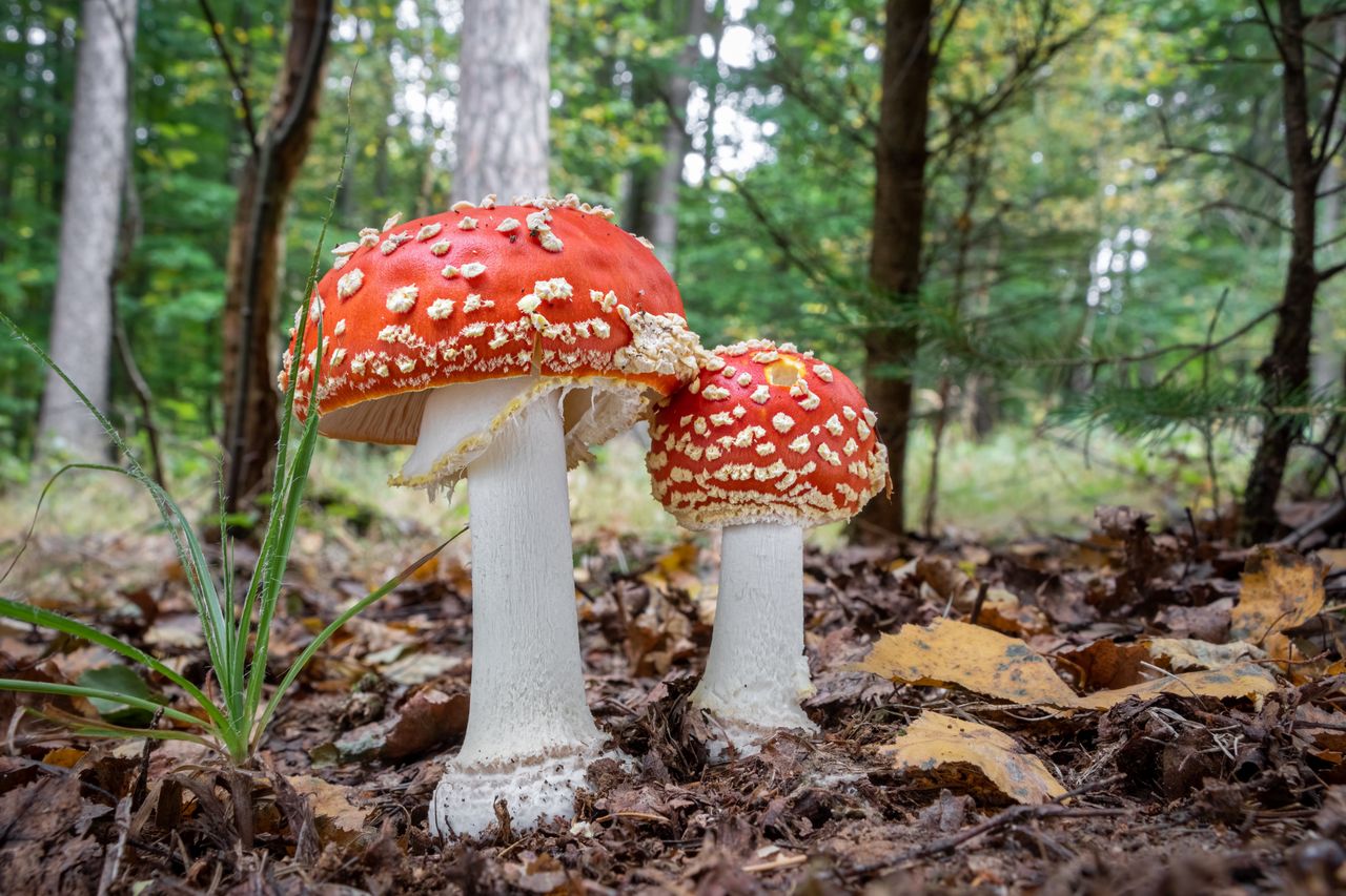 Muchomorów nie trzeba omijać szerokim łukiem. Leśnicy tłumaczą, dlaczego