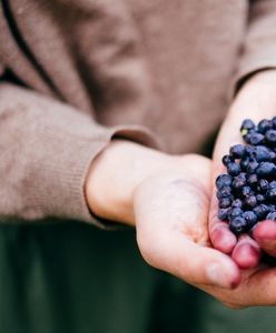 Tak oszukują na jagodach. Zbieracz ujawnia