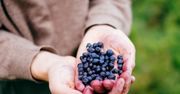 Tak oszukują na jagodach. Zbieracz ujawnia