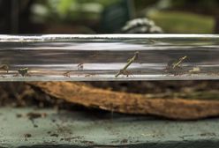 Gliwice. Palmiarnia otwarta, atrakcją mrówkostrada