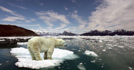 Miały wyginąć do 2100 roku. Niedźwiedzie polarne nie składają broni