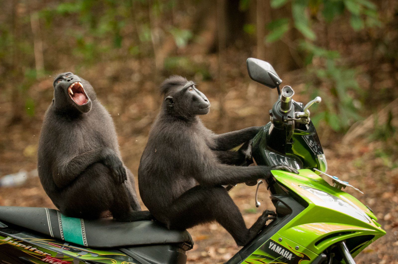 Znamy zwycięzców The Comedy Wildlife Photography Awards 2017. To najśmieszniejsze zdjęcia, jakie dzisiaj zobaczycie 12