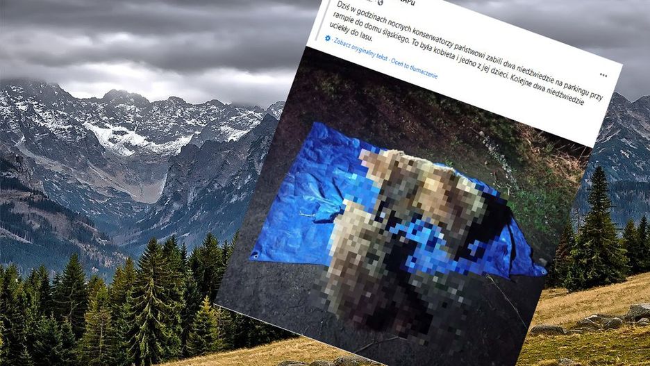 Tatry słowackie. Odstrzał niedźwiedzi 