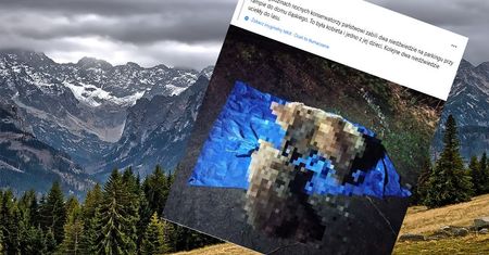 Tatry słowackie. Zastrzelono dwa niedźwiedzie. Przychodziły pod hotel