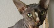 12 najdziwniejszych ras kotów na świecie