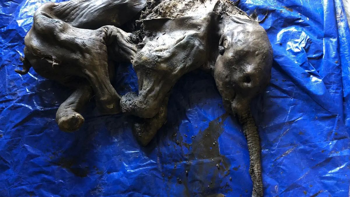 Zwłoki mamuta zachowały się w niemalże idealnym stanie
