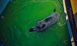 Nietypowa interwencja strażaków. Właściciel znalazł go w basenie