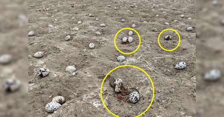 Ptaki osierociły tysiące jaj. Wszystko to wina bezmyślnych operatorów dronów
