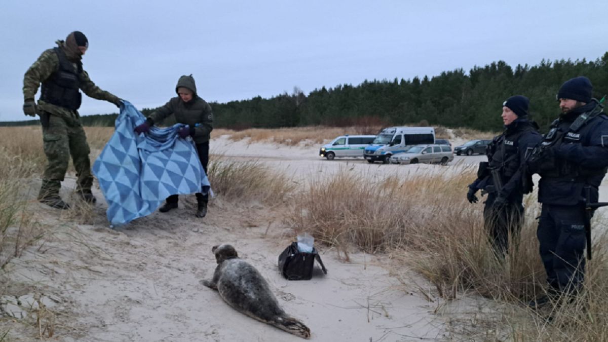 Ranna foka w Świnoujściu. Pomogła Straż Graniczna. 