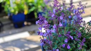 Kleszcze nienawidzą tej rośliny. Posadź ją przy tarasie, a zapomnisz o problemie