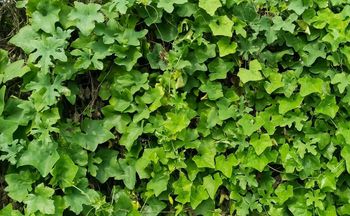 Kto nie wytnie, ten prosi się o kłopoty. Grozi milion zł kary