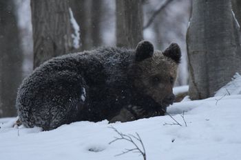 Niedźwiedzie w Bieszczadach poszły spać. Jest apel o ciszę