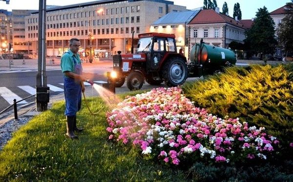 Miejskie rośliny podlewają nawet w nocy. Wszystko z powodu suszy