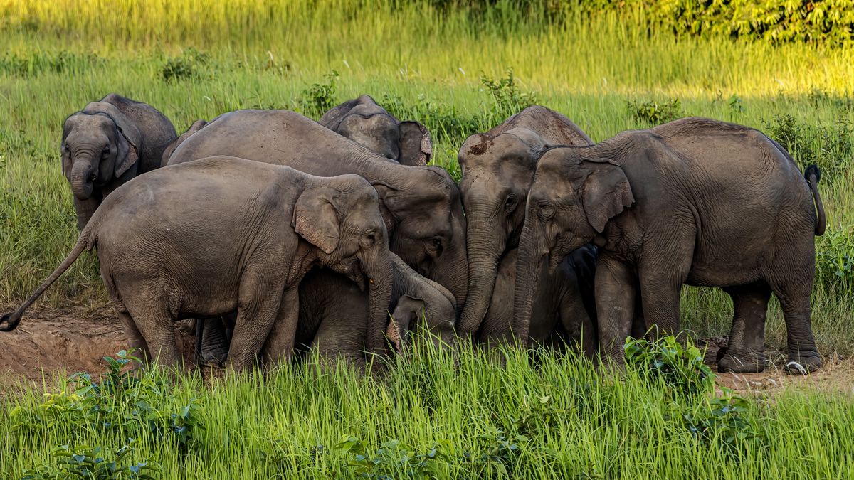 Jeden ze słoni zaatakował turystę