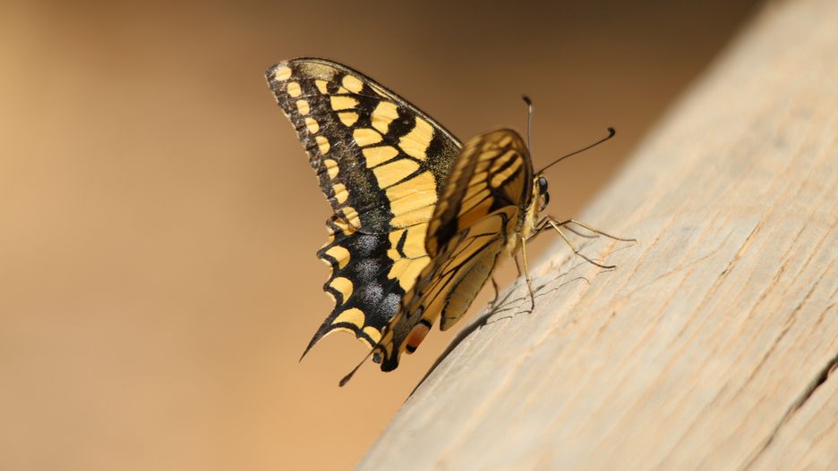 Teatr Ochoty znów poluje na motyle. Graficzna edycja konkursu.