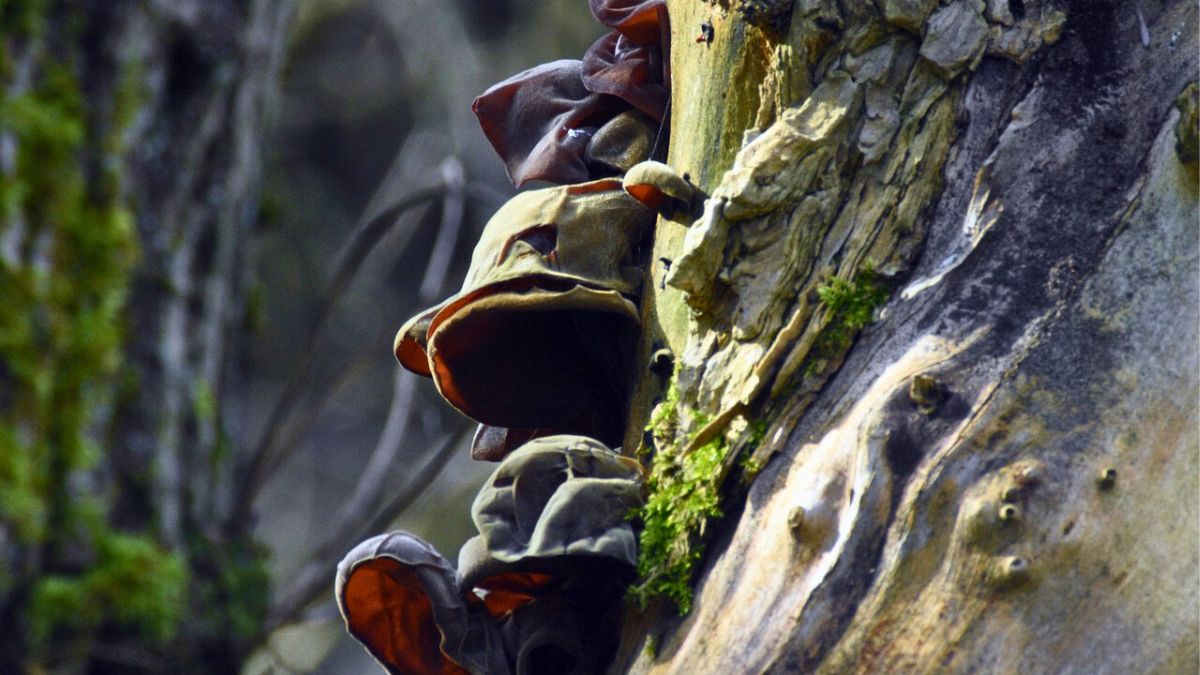 Te grzyby nie są za Azji, a z polskiego lasu. 
