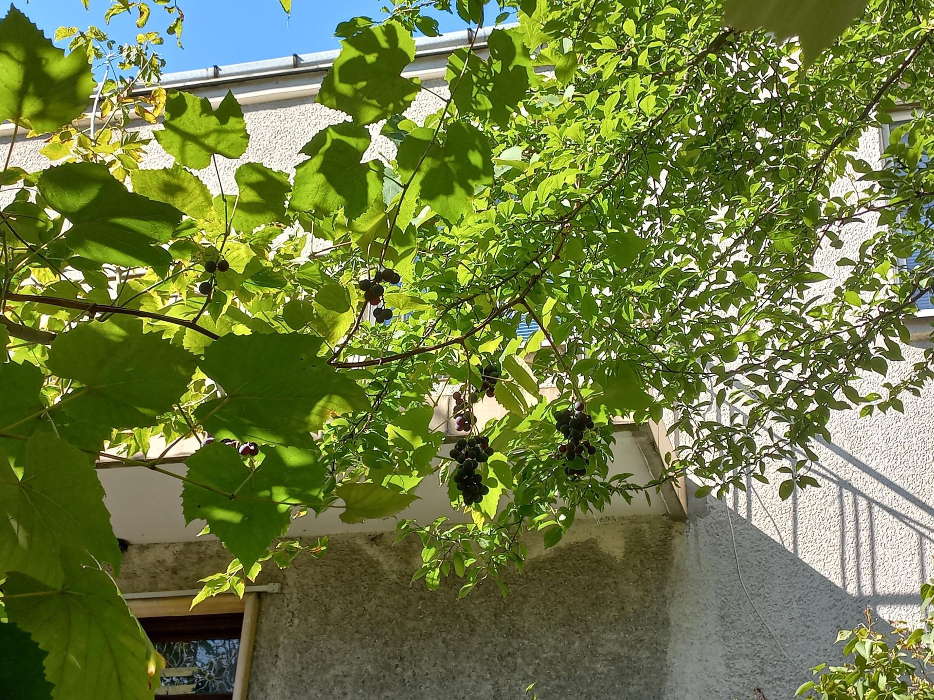 Dom ma piękny, ale bardzo zaniedbany ogród