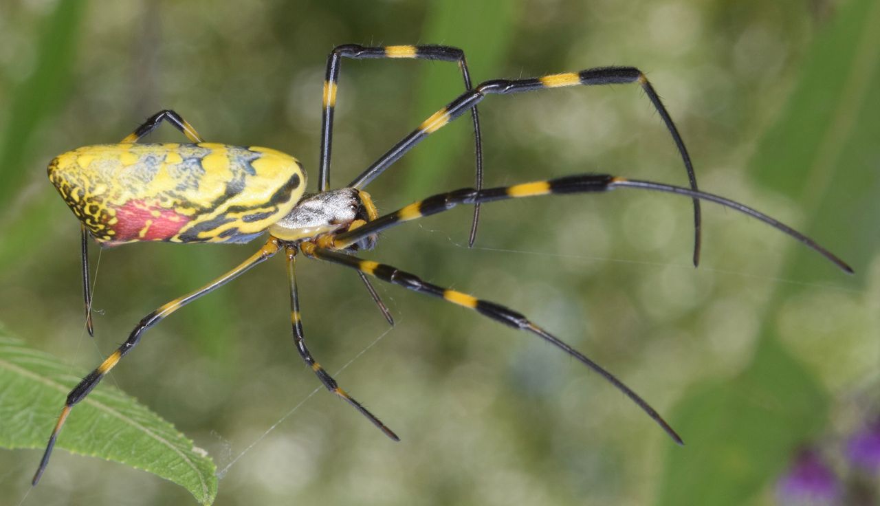 Invasive Joro spiders found near Philadelphia: Experts concerned